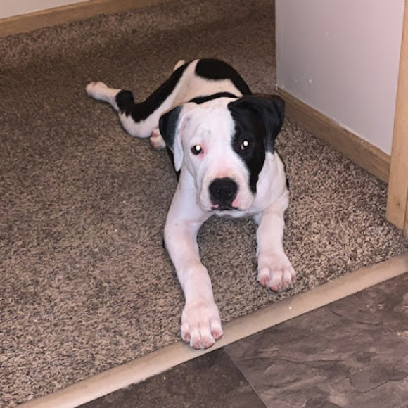 Meet your Posher, Dominic - Picture 1 of 1